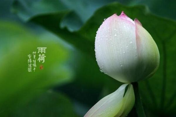 流动的生命:在变幻中找到自我 流动的生命:在变幻中找到自我