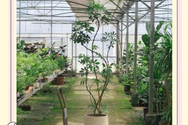 1967年木命的命运与性格揭示:探索木之灵动与生长力 1967年木命的命运与性格揭示:探索木之灵动与生长力