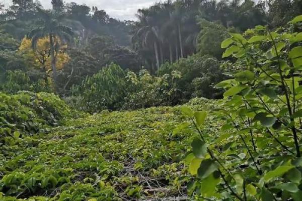 探索金薄荷命的奥秘：揭开生命中隐藏的财富与智慧之门