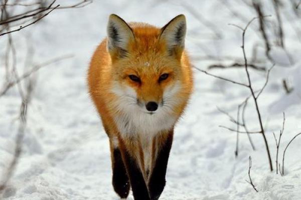 狐狸命的魅力:探索生命的智慧与灵性之旅 狐狸命的魅力:探索生命的智慧与灵性之旅