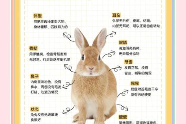 属兔人1951年命运解析:温文尔雅的兔子,如何在生活中展翅高飞? 属兔人1951年命运解析:温文尔雅的兔子,如何在生活中展翅高飞?