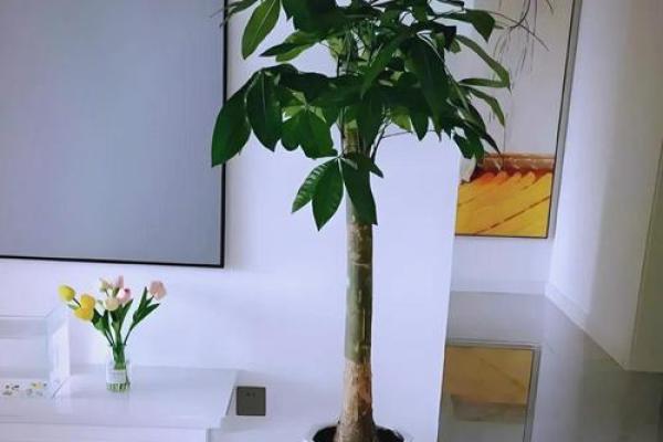 家中缺水?这几样东西助你提升风水与运势! 家中缺水?这几样东西助你提升风水与运势!