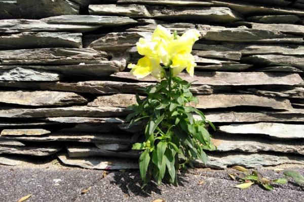 水命之人的颜色之道:让生命更加丰盈的色彩选择 水命之人的颜色之道:让生命更加丰盈的色彩选择