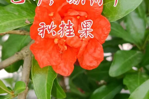 探秘石榴木命：适配与人生的奇妙关系