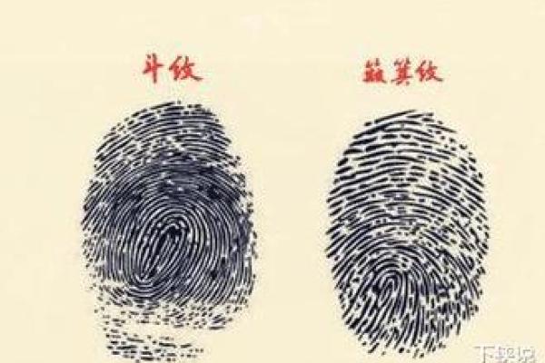 手指1簸箕命解析：人生的指引与命运的交织