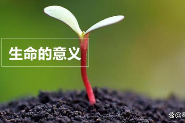 2019己巳年：探寻命理与生肖的奥秘，开启人生的新篇章