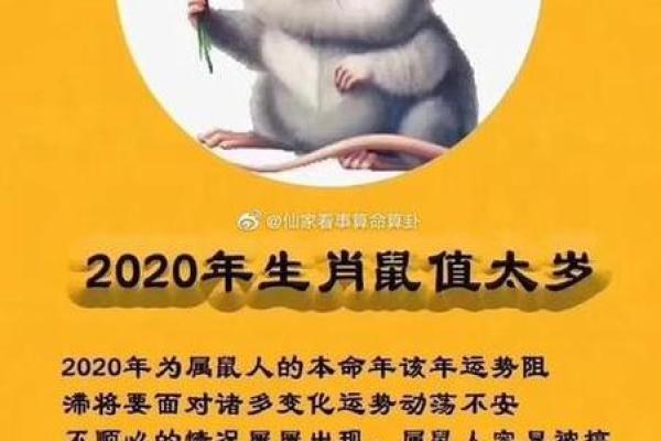 属鼠男孩什么命最好？揭示命理与性格的奥秘