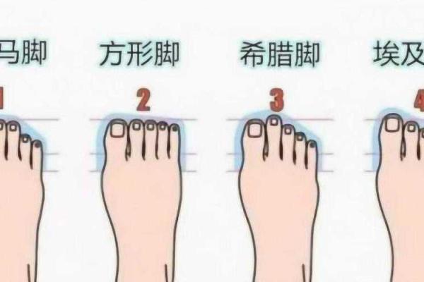 脚趾的秘密：探寻脚的指头为何能揭示命运的奥秘