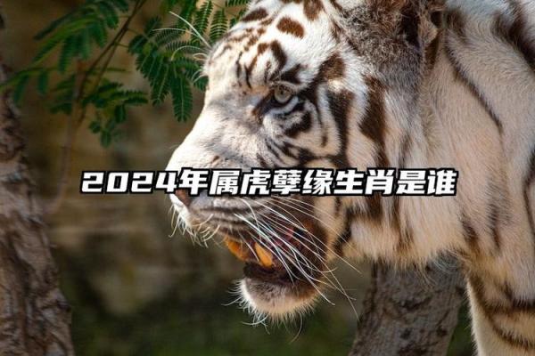 1986年虎年生人：火命之人的命运与性格分析