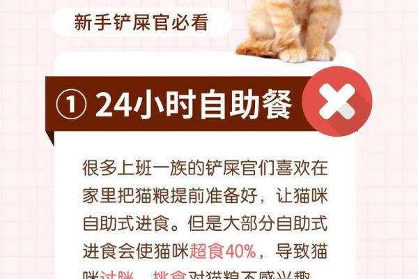 为何养猫改命不好？揭开背后的秘密与误区