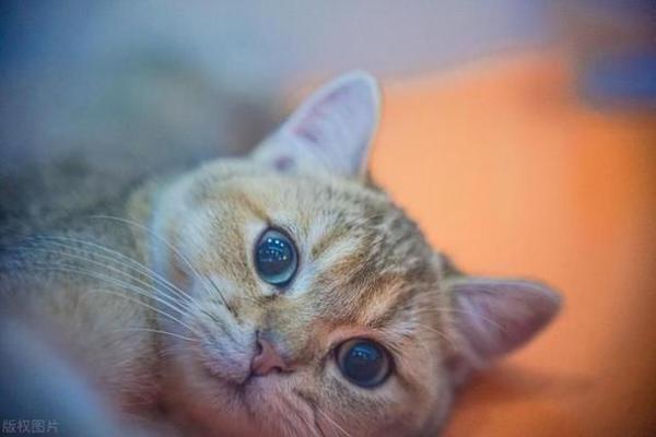 如遇野猫命不保，揭秘与生肖的奇妙联系！