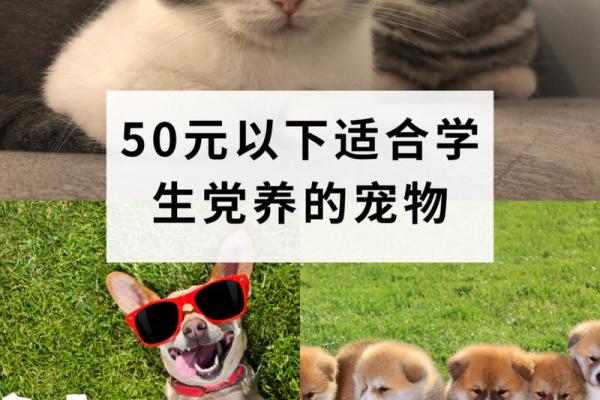 探讨：哪些宠物最容易照顾，适合新手养？