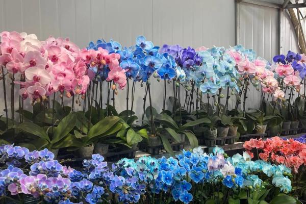 洋鬼子花的寓意与命理解析：揭示美丽背后的深意