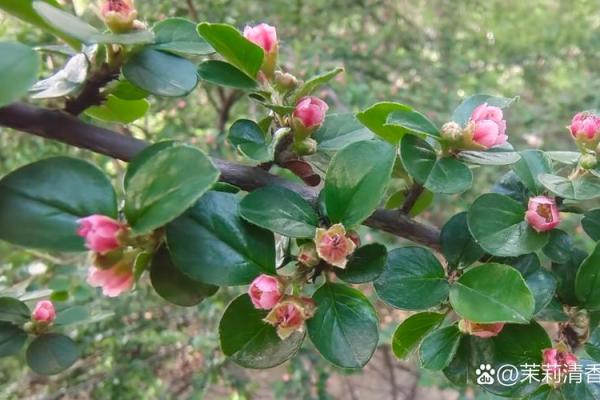 探寻延命草的芳香:天然的香气与健康的奇迹 探寻延命草的芳香:天然的香气与健康的奇迹