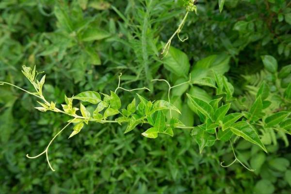 植物的长寿之谜:揭开它们悠久生命的秘密 植物的长寿之谜:揭开它们悠久生命的秘密