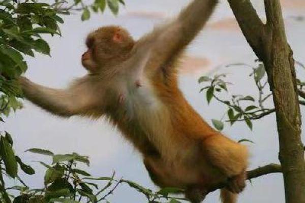 八零年猴命解析：猴子的智慧与人生轨迹探讨