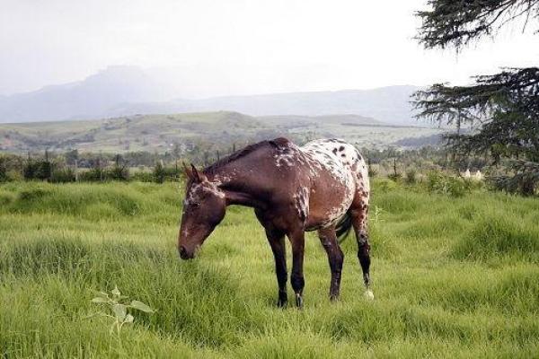 2009年牛年：火命的魅力与人生启示