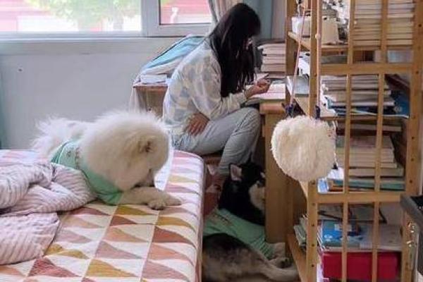 为何有些人注定养不了宠物？看完恍若醍醐灌顶！