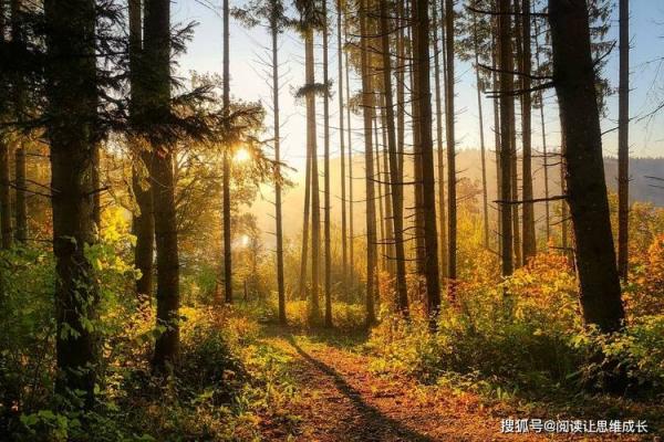 平地木命的人生指南：如何选择适合的职业与生活道路