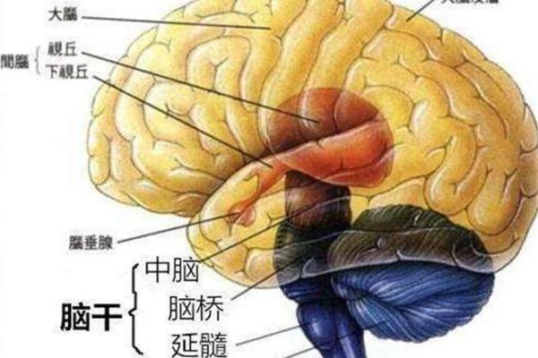 探秘鼠年出生的孩子：30生的命运解析与性格特点