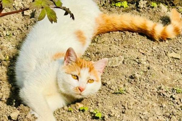 从猫的命理看，哪些猫咪最吉祥最有福气？