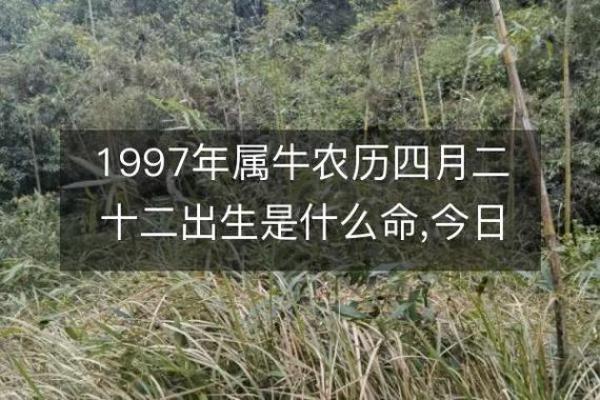 揭秘阴历11月出生牛命的特性与运势
