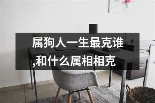 属狗之人为何命犯太岁：揭秘命理背后的深意与应对之法