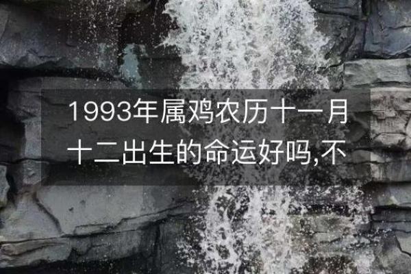 1949年属鸡的命运与性格分析：风雨兼程展翅高飞