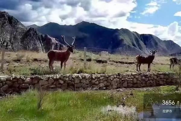 山涧的水牛：生命的坚韧与自然的和谐之舞