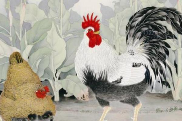 揭示鸡命的秘密：什么时辰出生的鸡命最好？