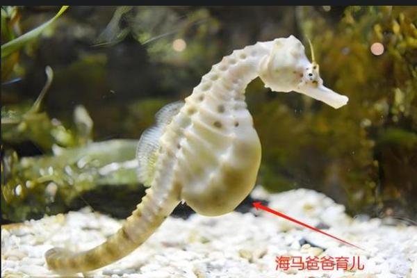 揭秘动物界最长命的生物：绿海龟的奇妙人生