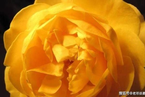 属狗的五行命理：金木水火的深刻解析与生活智慧