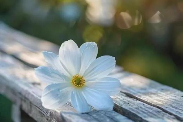 1997年出生的命理分析:了解你的命运与性格特点 1997年出生的命理分析:了解你的命运与性格特点