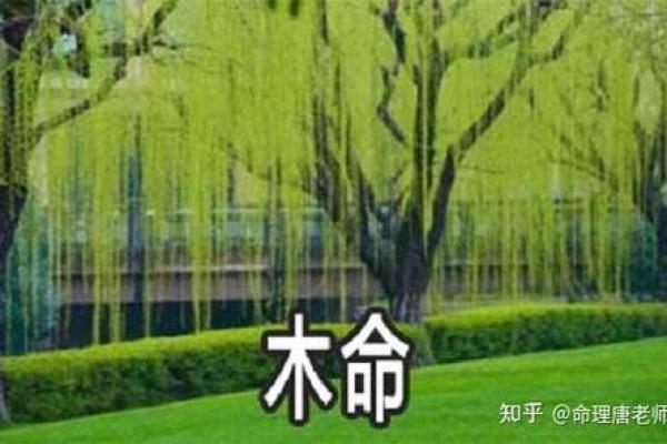 提升木命运势的最佳搭配与建议 提升木命运势的最佳搭配与建议