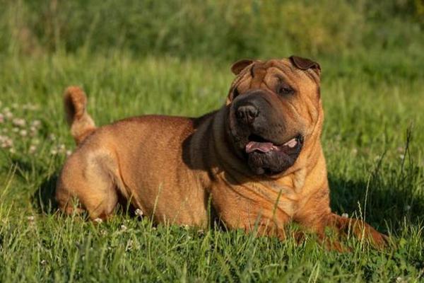 2006年属什么年命?深入探讨生肖狗的特点与运势 2006年属什么年命?深入探讨生肖狗的特点与运势