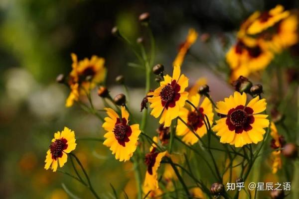 16年猴年出生的孩子：性格命理与未来之路的探索