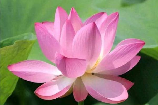 土命喜木的佩戴选择:提升运势的神秘法则 土命喜木的佩戴选择:提升运势的神秘法则