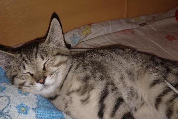 属猪寅时女孩的命运解析:她们的幸福与挑战 属猪寅时女孩的命运解析:她们的幸福与挑战