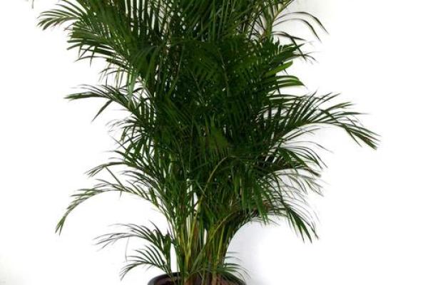 命太硬不好养活,如何改善运势与提高生活质量? 命太硬不好养活,如何改善运势与提高生活质量?