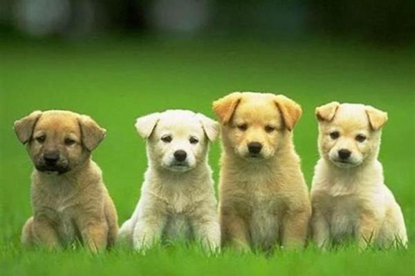 1996年属狗女性的命运与性格解析：优雅与坚韧的结合