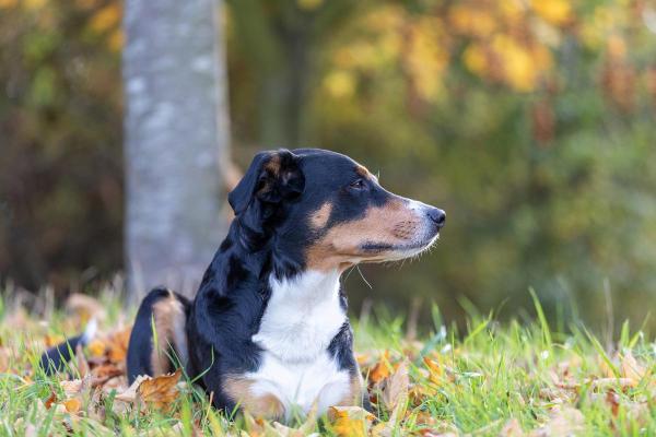 甲戌年属狗人士命理解析：探索属于你的狗年运势与人生智慧