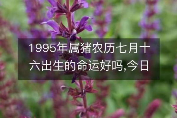 1995年农历生肖解析：属猪的人生命与性格特点探讨