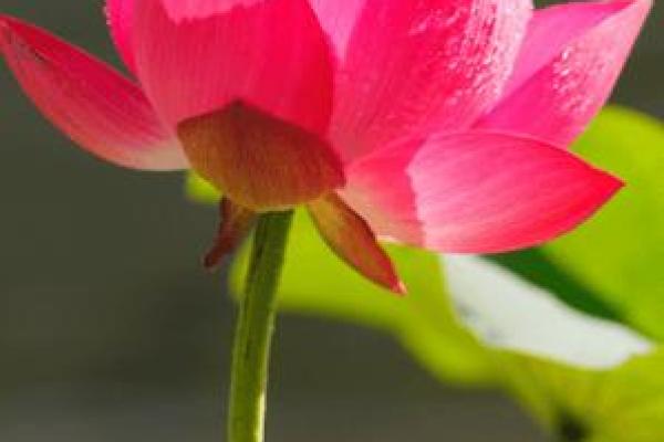 桃花命的神秘寓意与生活启示