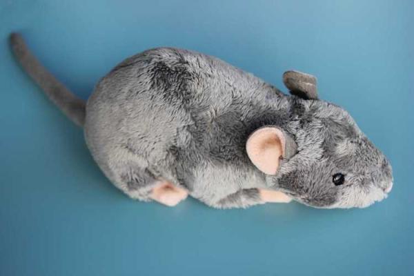 2001年蛇年出生的人,他们的命运和未来是怎样的? 2001年蛇年出生的人,他们的命运和未来是怎样的?