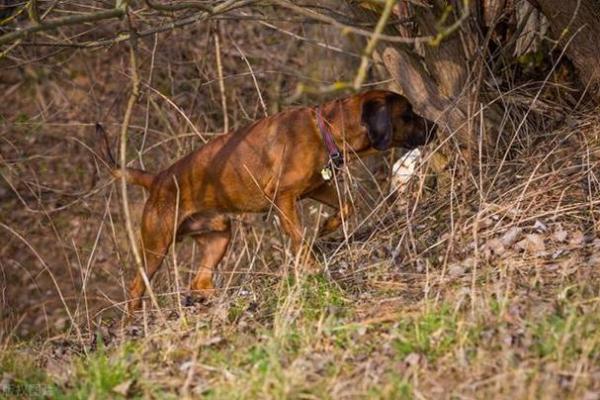 揭秘“屁股沟长毛”的命运暗示，影响生活的独特信号！