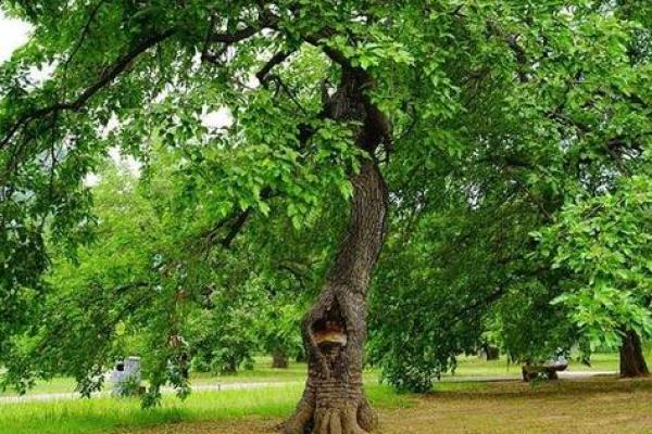 2018年木命年的生活智慧与注意事项，带你走向更美好的未来！