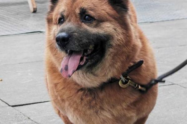 1882年狗的命运：揭秘生肖狗的独特魅力与性格特点