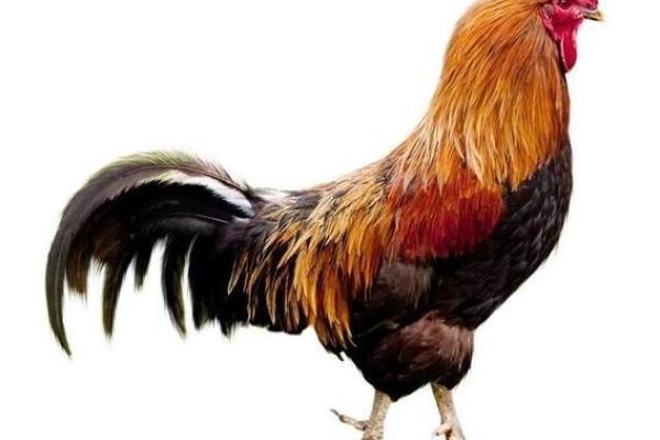 56年属鸡的人命运解析:机遇与挑战并存的精彩人生 56年属鸡的人命运解析:机遇与挑战并存的精彩人生