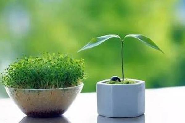 根据命格性格解析：哪些人最喜欢植物？