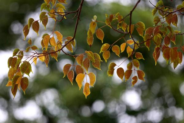 根据命格性格解析：哪些人最喜欢植物？